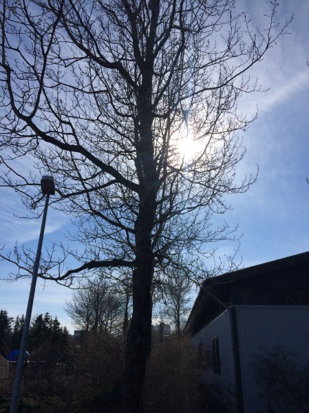 Only picture I took in Garden